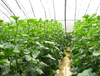 蔬菜种植技术:苦瓜栽培过程中的技术要点