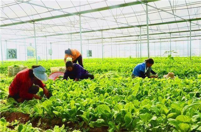 梁平发展设施农业蔬菜种植面积2075余万亩