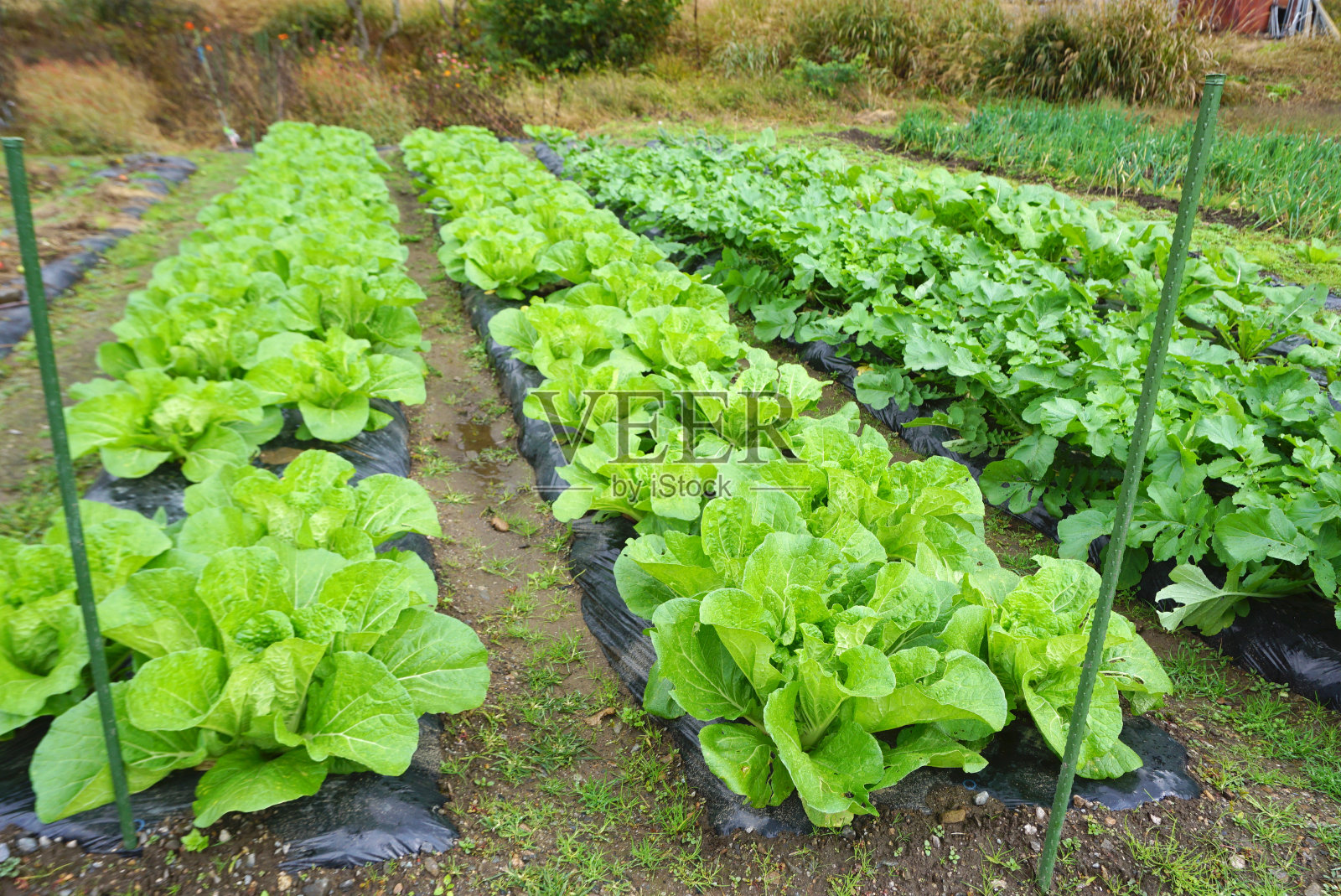 在村里种植有机蔬菜照片摄影