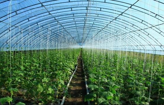 夏季高温来袭,大棚种植蔬菜容易受害,果农做好防高温措施